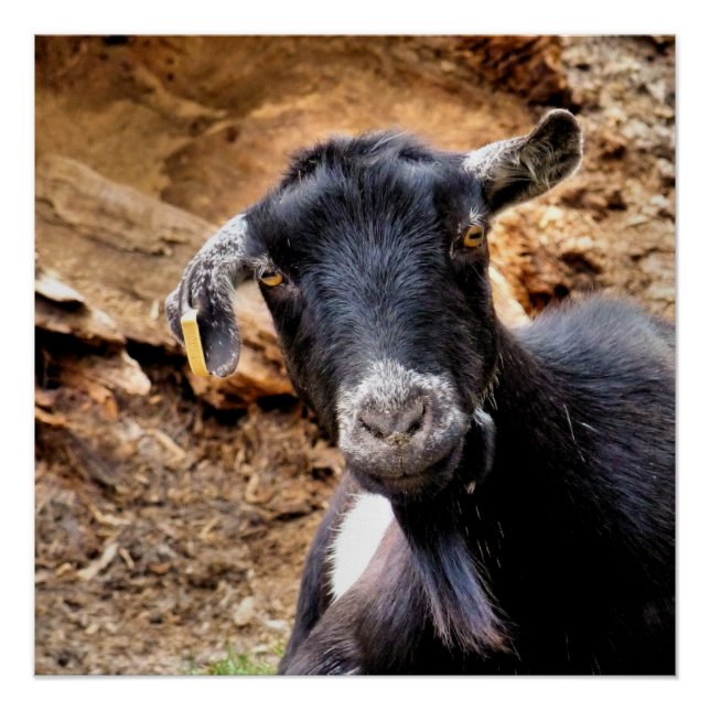 CUTE GOAT POSTER (Vorderseite)