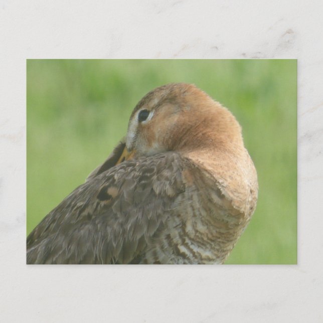 Cute Godwit Fermer do-it-yourself carte postale (Devant)