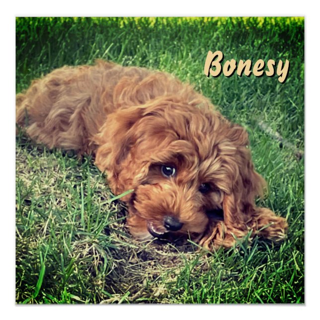 Cute Golden Doodle Poster (Vorderseite)
