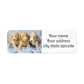 Cute Goldendoodle Puppies retour étiquettes d'adre