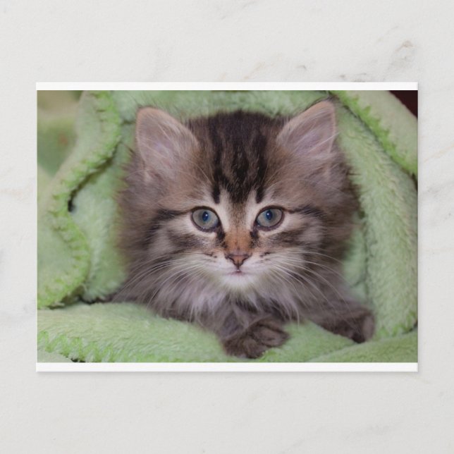 Cute Grey Kitten sur Green Blanket Carte postale (Devant)