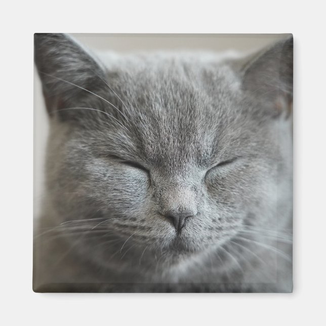 Cute Grey Kitty Face Magnet (Vorne)