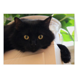 Cute Gros Oeil Chat noir, notes blanches