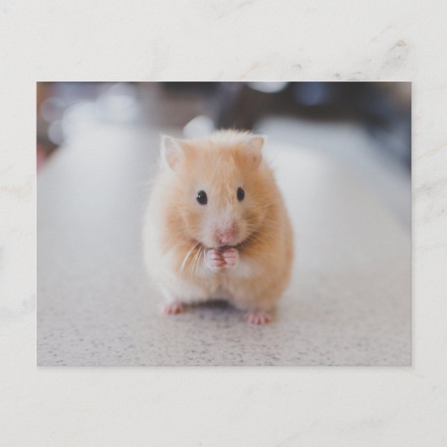 Cute hamster postkarte (Vorderseite)