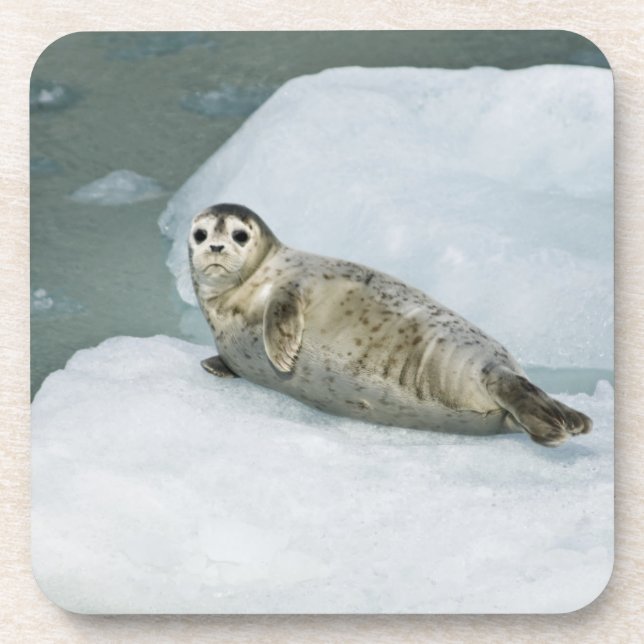 Cute Harbor Seal on Snow Getränkeuntersetzer (Vorderseite)