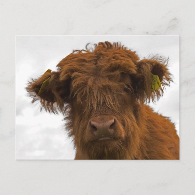 Cute highland baby cow portrait postcard postkarte (Vorderseite)