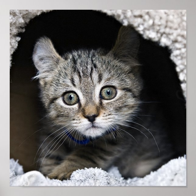 Cute Highland Lynx Kitten Poster (Vorne)