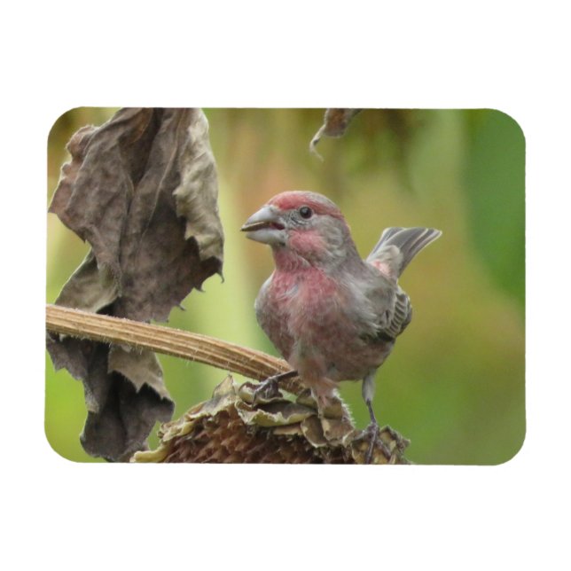 Cute House Finch Manger Tournesol Graine Magnet (Horizontal)