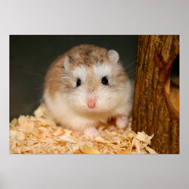 Cute Ickle Poster (Vorne)