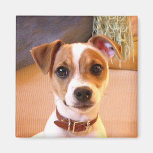 Cute Jack Russell Terrier magnet