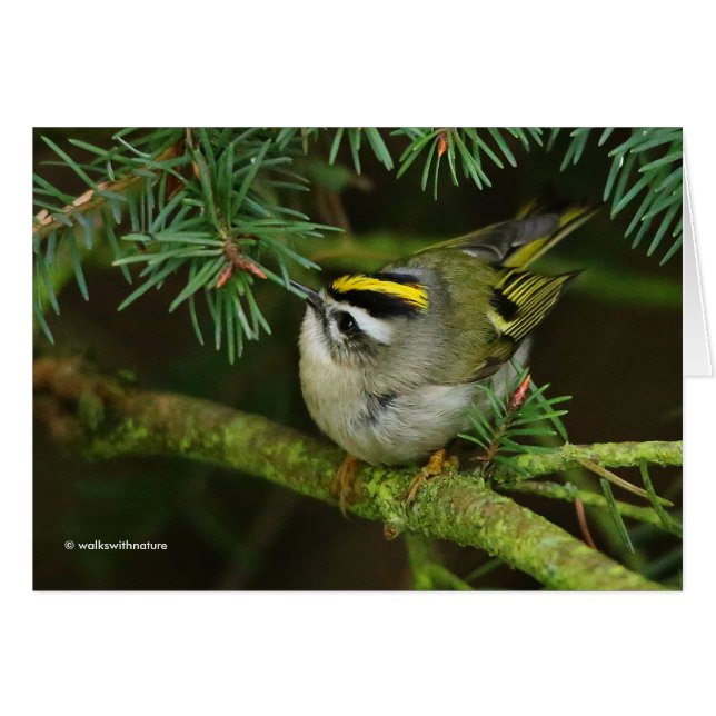 Cute Kinglet Songbird Causes Stir in the Fir (Devant horizontal)
