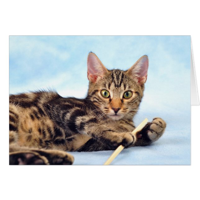 Cute kitten (Devant horizontal)