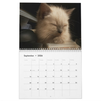 Cute kitten calender for 2026 kalender