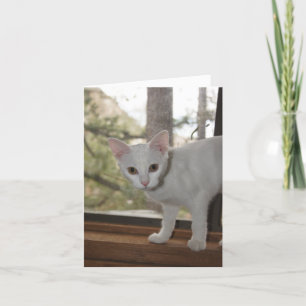 Cute Kitten Carte de remerciements