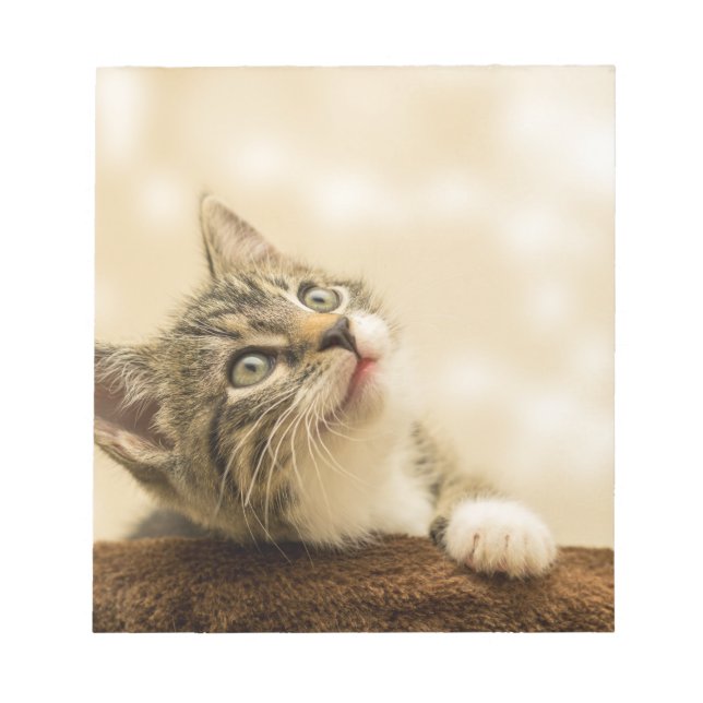 Cute Kitten with an Outstretched Paw Notizblock (Vorderseite)