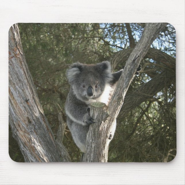 Cute Koala Climbing a Tree Photo Mousepad (Vorne)