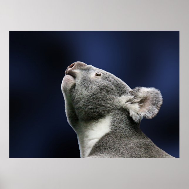 Cute Koala looking up in wonder Poster (Vorne)