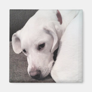 Cute Lazy White Labrador Retriever Mix Dog Magnet