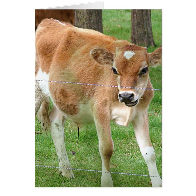 Cute Little Calf (Vorne)