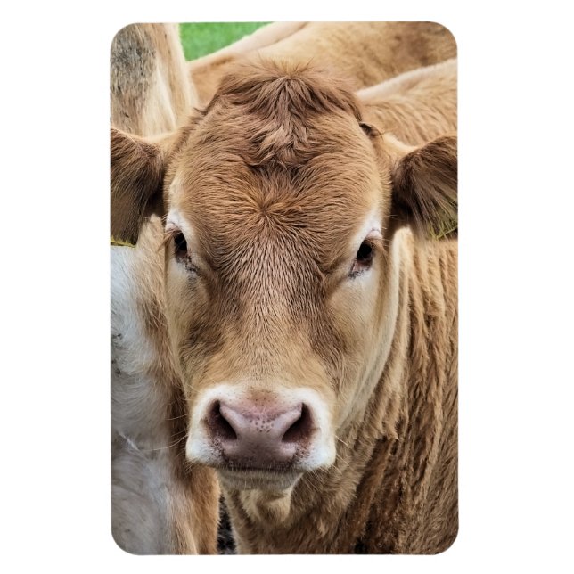 CUTE LITTLE COW MAGNET (Vertikal)