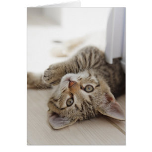 Cute Little Kitten