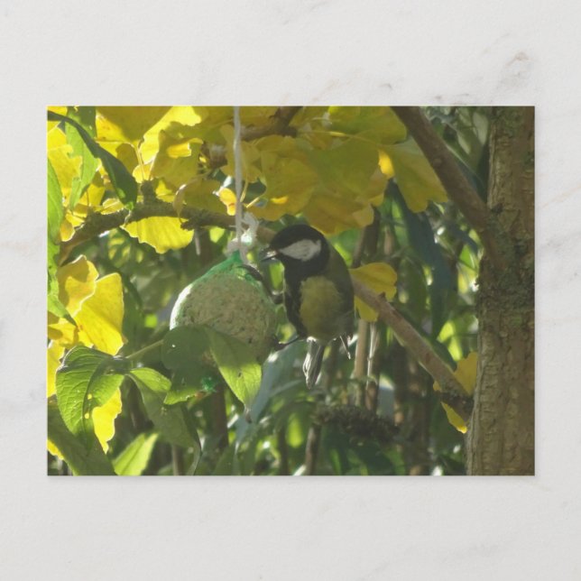 Cute Little Mating Bird do-it-yourself Carte posta (Devant)