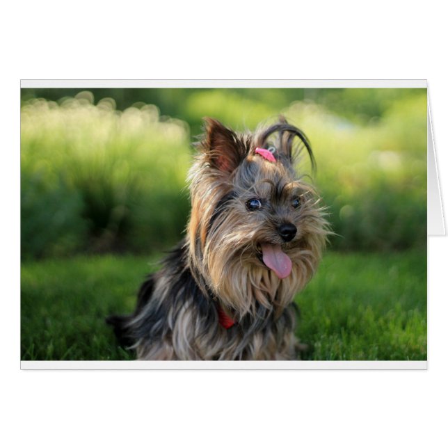 Cute Little Yorkshire Terrier Chien (Devant horizontal)