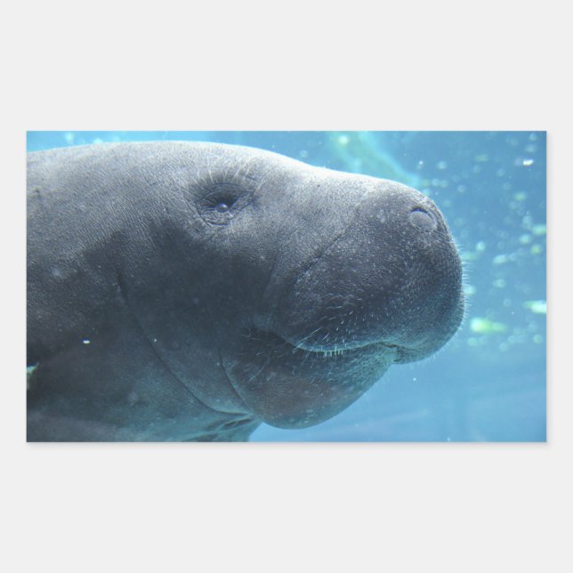 Cute Manatee Jeter un oeil sur vous Stickers (Devant)