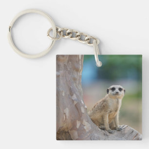 Cute Meerkat Sat sur arbre