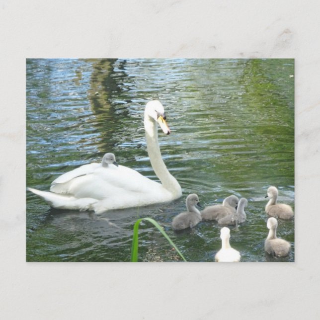 Cute Mère Swan & Baby do-it-yourself Carte postale (Devant)