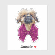 Cute Nala Shih Tzu Puppy Dog