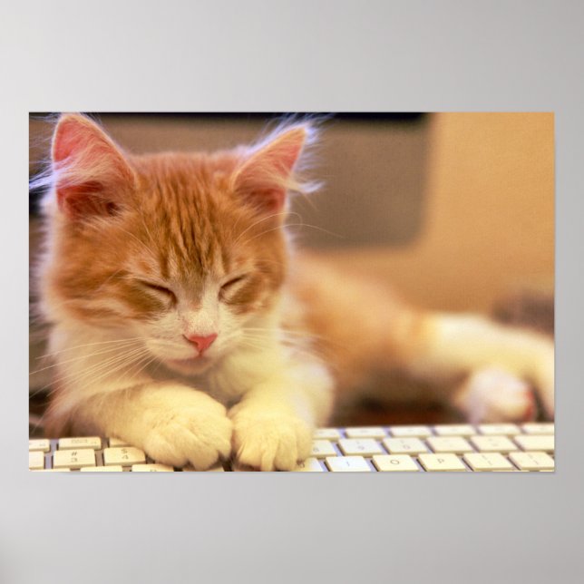 Cute Orange Kitten Falls Asleep Poster (Vorne)