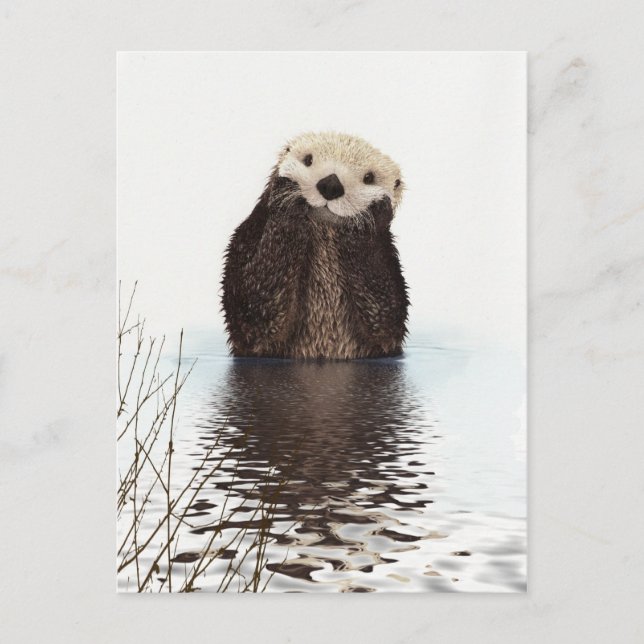 Cute Otter Wildlife Image Postkarte (Vorderseite)