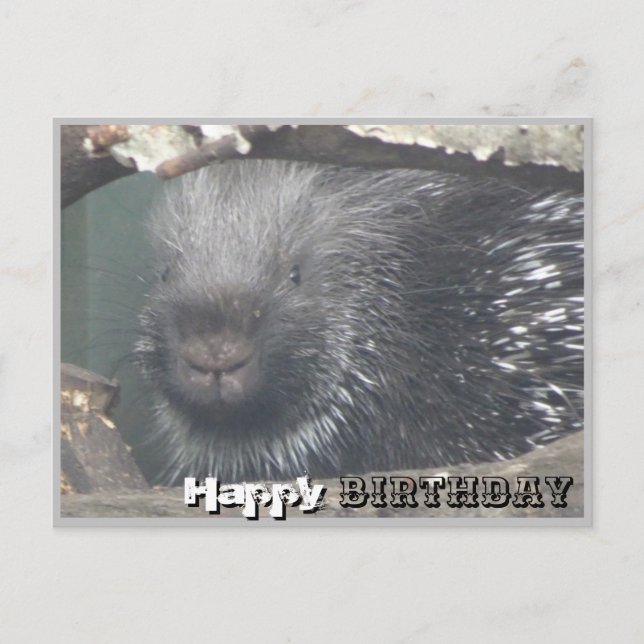 Cute Porcupine Face do-it-yourself Bonne Carte pos (Devant)