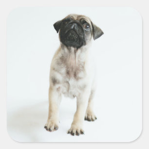 Cute Pug Puppy Quadratischer Aufkleber