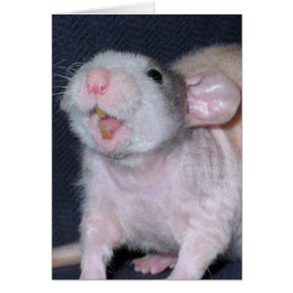 Cute rat sourire