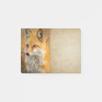 Cute Red Fox Wilderness Nature Fotograf