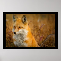 Cute Red Fox Wilderness Nature Fotograf
