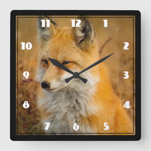 Cute Red Fox Wilderness Nature Fotograf Quadratische Wanduhr (Vorderseite)