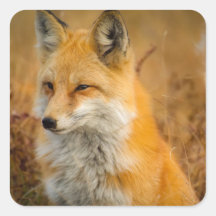 Cute Red Fox Wilderness Nature Fotograf