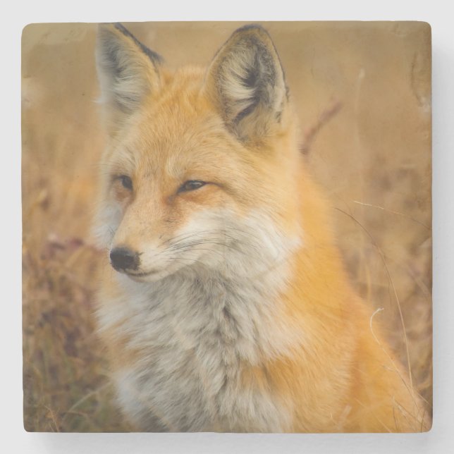 Cute Red Fox Wilderness Nature Fotograf Steinuntersetzer (Vorderseite)