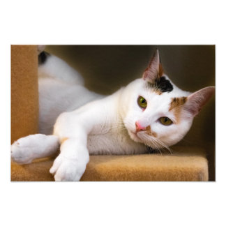 Cute Relaxant Blanc Calico Photo Chat Imprimer