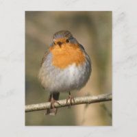 Cute Robin Close do-it-yourself carte postale
