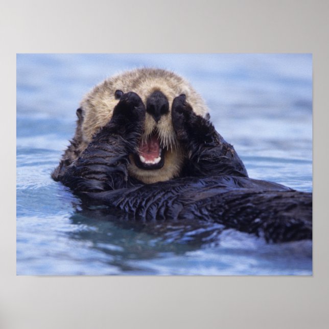 Cute Sea Otter | Alaska, USA Poster (Vorne)