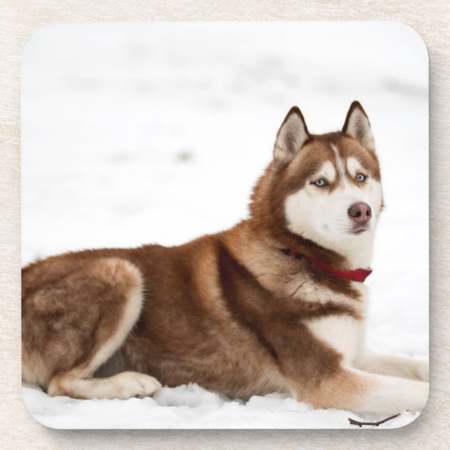Cute Siberian Husky Portrait Getränkeuntersetzer (Vorderseite)