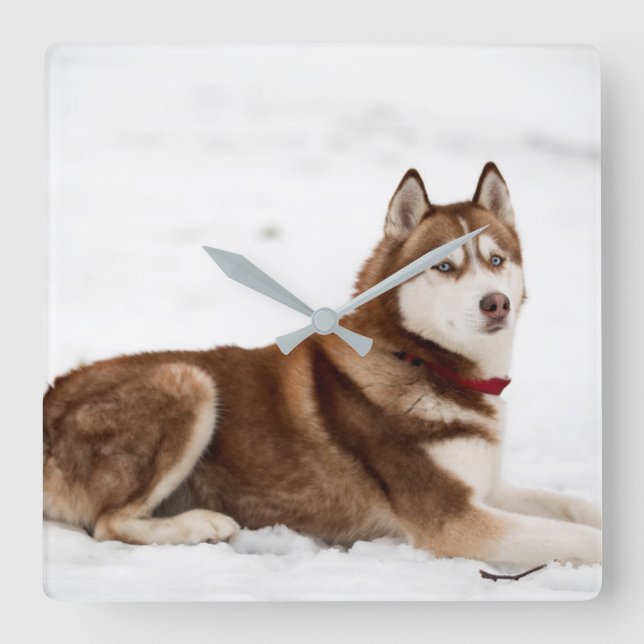 Cute Siberian Husky Portrait Quadratische Wanduhr (Vorderseite)
