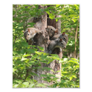 Cute Squirrel Famille au printemps Photographie de