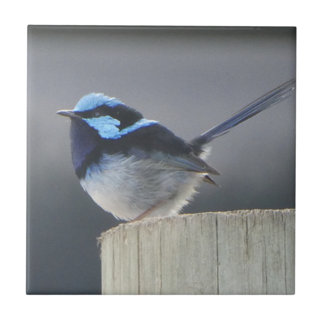 Cute Superb Fairywren  Fliese (Vorderseite)