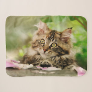 Cute Tabby Maine Coon Cat Kitten Fluffy Head Foto Sherpadecke