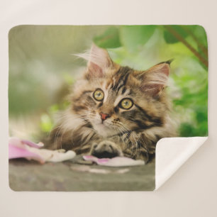 Cute Tabby Maine Coon Cat Kitten Fluffy Head Foto Sherpadecke